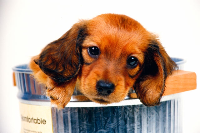 ミニチュアダックスフンド