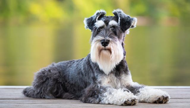 ミニチュアシュナウザー